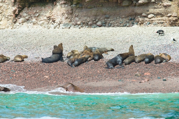 Lobos marinos peleando por una roca en la costa peruana en las islas Ballestas PeruxAxA