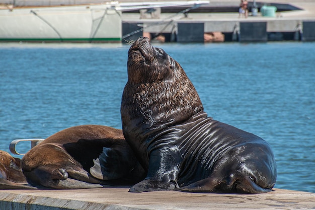 Lobos marinos en el puerto de Maldonado