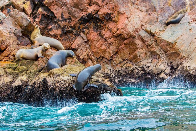 Lobos marinos sudamericanos relajándose en las rocas de las Islas Ballestas en el parque nacional de ParacasPerú Flora y fauna