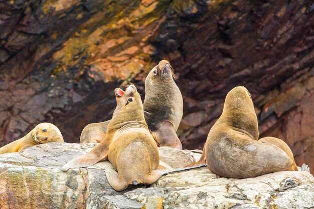 Lobos marinos sudamericanos relajándose en las rocas de las Islas Ballestas en el parque nacional de ParacasPerú Flora y fauna