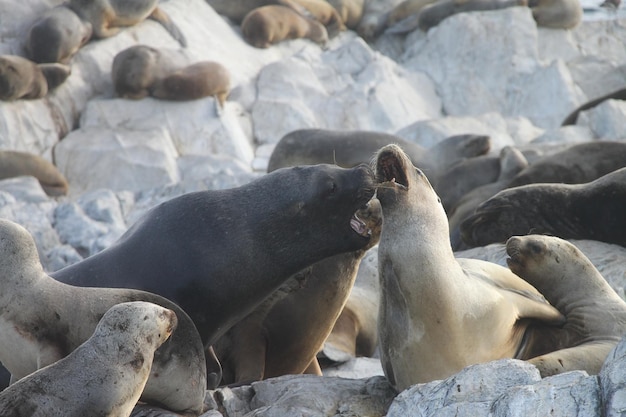 Lobos marinos del sur