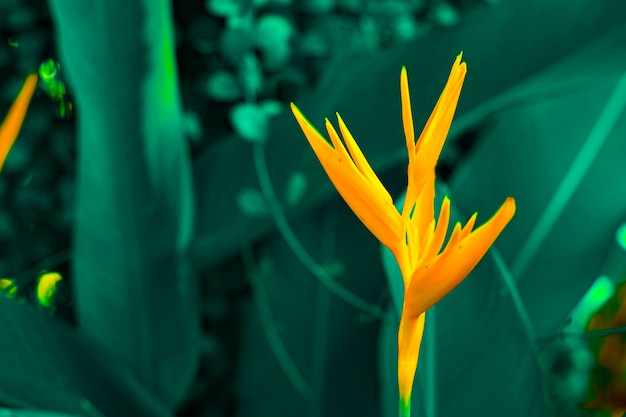 Lobsterclaws oder Heliconia flowe orangefarbene Blume mit tropischen grünen Blättern im Hintergrund