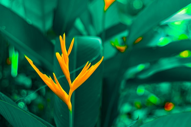 Lobsterclaws oder Heliconia flowe orangefarbene Blume mit tropischen grünen Blättern im Hintergrund