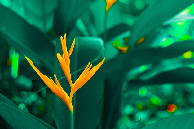 Lobsterclaws ou flor de laranjeira heliconia flowe com folhas verdes tropicais no fundo