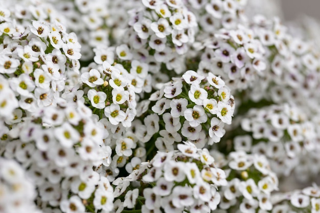 Foto lobularia maritima blüht syn alyssum maritimum gebräuchlicher name süßer alyssum oder süßer alison eine pflanze, die typischerweise als bodendecker verwendet wird