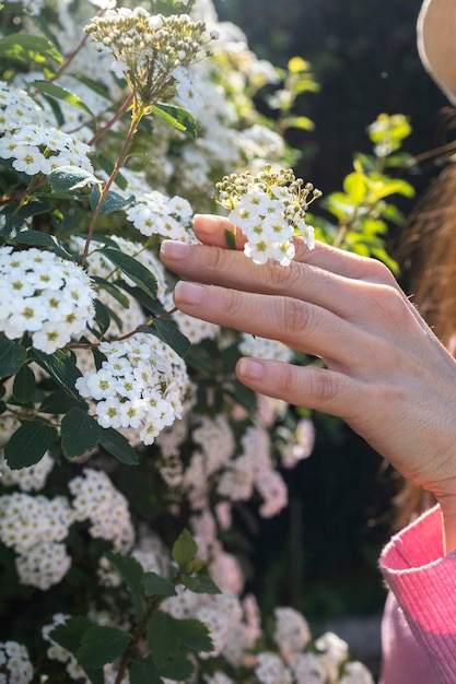 Lobularia maritima flores alyssum maritimum dulce Alyssum dulce Alison Blooming spring flower