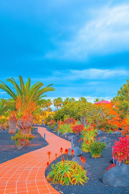 Localização tropical de moda. Área de jardim de palmeiras e cactos, céu azul. Ilhas Canárias. papel de parede de banner de publicidade de viagem