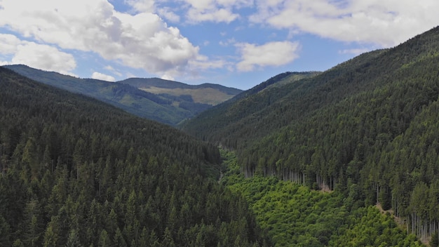 Localizada no alto da paisagem de montanhas há uma densa floresta de pinheiros com paisagem de verão