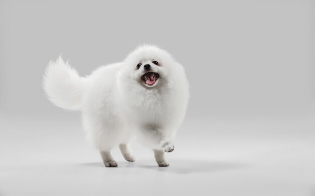 Locamente feliz. El perrito Spitz está planteando. Lindo perrito blanco juguetón o mascota jugando sobre fondo gris de estudio. Concepto de movimiento, acción, movimiento, amor de mascotas. Parece feliz, encantado, divertido.