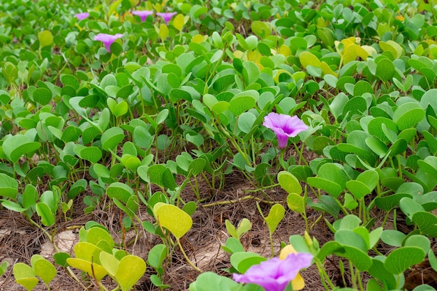 Lochas marinas en los trópicos Hojas y flores lilas de pezuña de cabra Ipomoea biloba