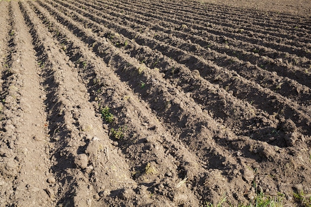 Lockerer Boden vor dem Pflanzen von Gemüse an einem Frühlingstag, Landwirtschaft