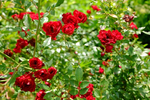 lockiges rotes Rosenblütenmakro im Garten