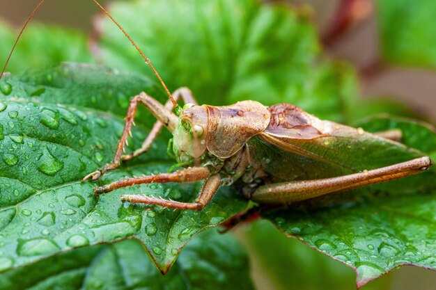 Locust Grass Hopper Un saltamontes diferencial pasando el rato en un prado de verano