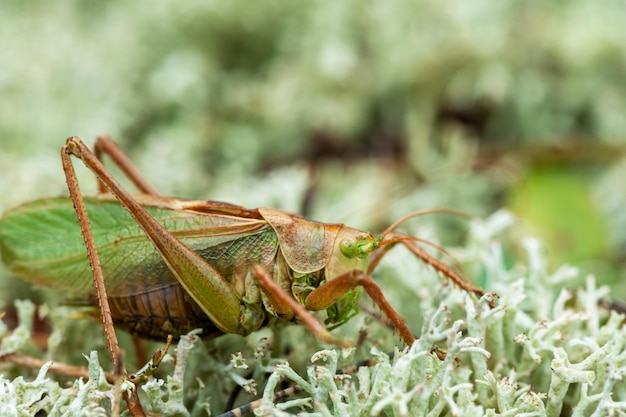 Locust Grass Hopper Un saltamontes diferencial pasando el rato en un prado de verano