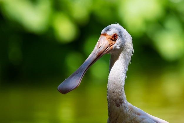 Löffler Vogel und Vögel Wasserwelt und Fauna Tierwelt und Zoologie