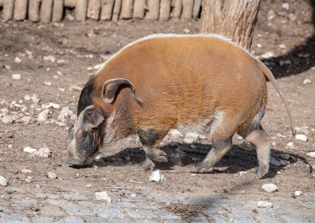 Foto löwe auf einem feld