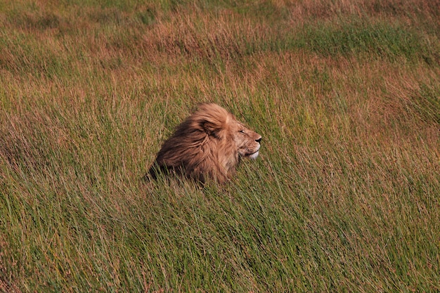 Löwe auf Safari in Kenia und Tansania, Afrika