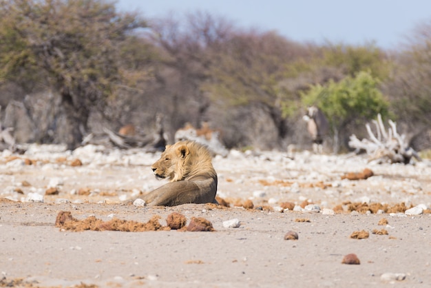 Löwe, der sich aus den Grund hinlegt. Wild lebende Tiere im Nationalpark Etosha, Namibia, Afrika.