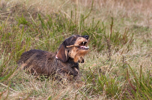 Foto löwe entspannen sich auf dem feld