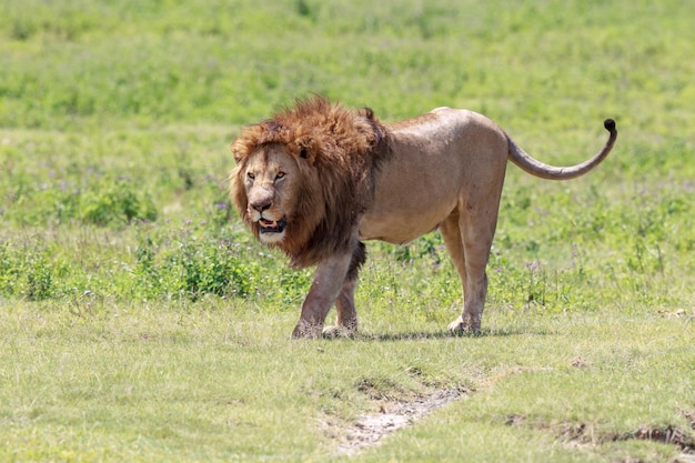 Löwe geht auf dem Feld