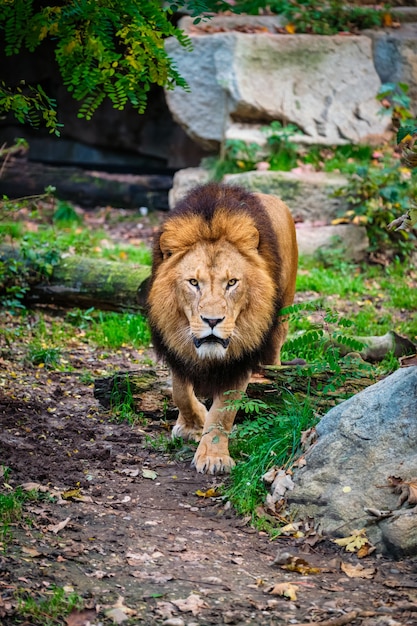 Löwe im Dschungelwald in der Natur