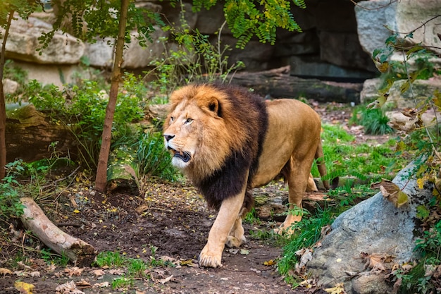 Löwe im Dschungelwald in der Natur