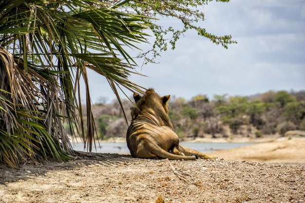 Foto löwe im selous-nationalpark