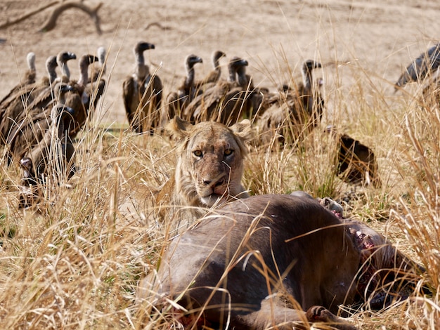 Löwe im Süd-Luangwa-Nationalpark - Sambia