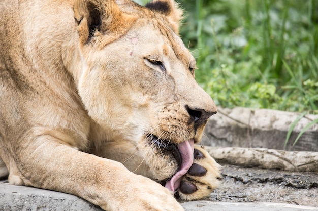 Foto löwe im zoo