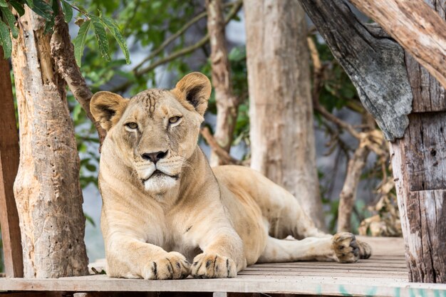 Foto löwe im zoo