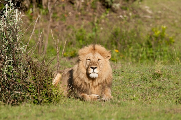 Löwe in der Savanne