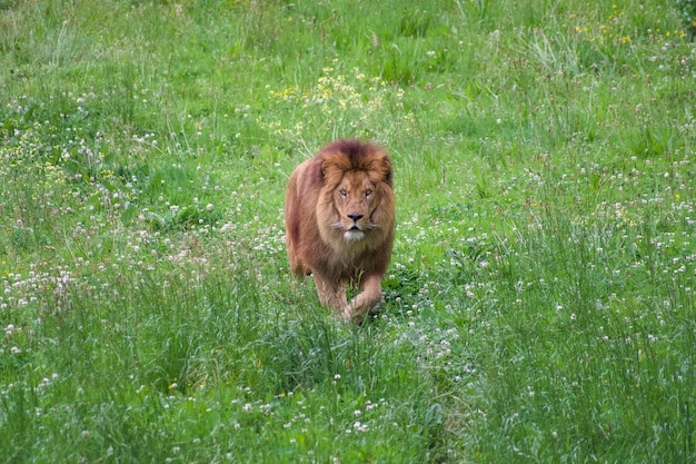 Foto löwe in einer natürlichen umgebung