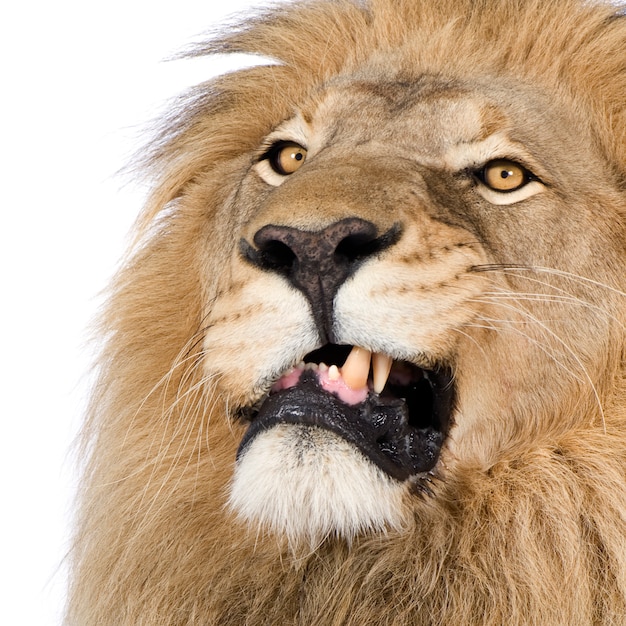 Löwe, Panthera Leo auf einem weißen isoliert