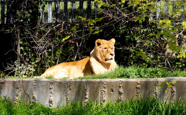 Löwe, Panthera leo