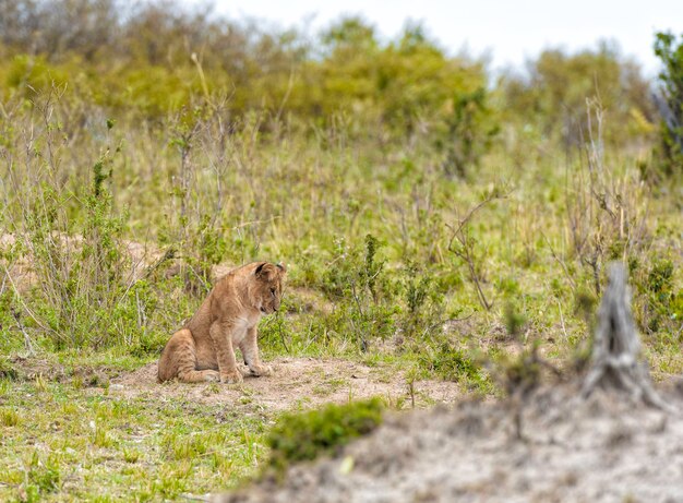 Löwe Panthera leo