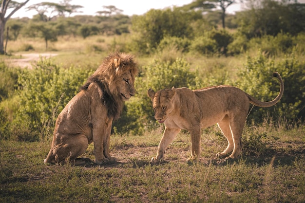 Löwe Panthera leo