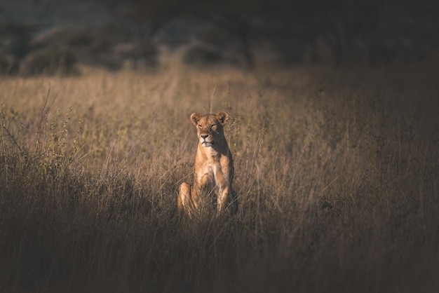 Löwe Panthera leo