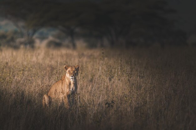 Löwe Panthera leo