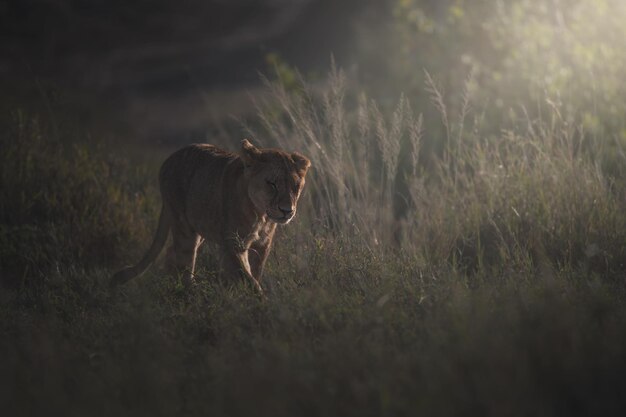 Löwe Panthera leo