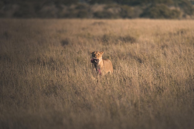 Löwe Panthera leo