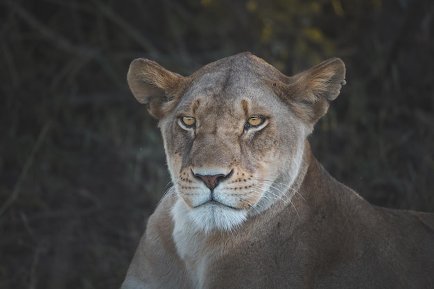 Löwe Panthera leo