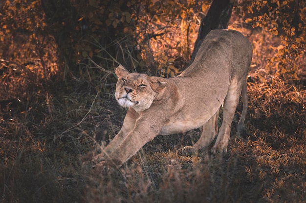 Löwe Panthera leo