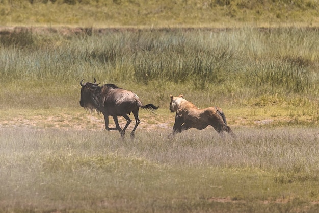 Löwe Panthera leo