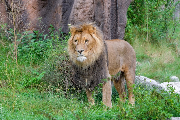 Löwe schaut in die KameraSibirischer Löwe schaut direkt in die Kamera