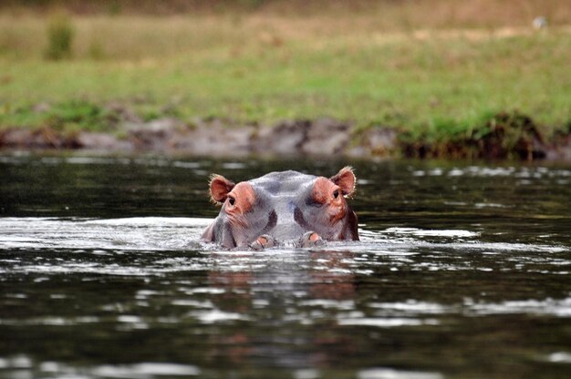 Foto löwe schwimmen im see