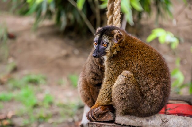 Foto löwe sitzt auf dem land