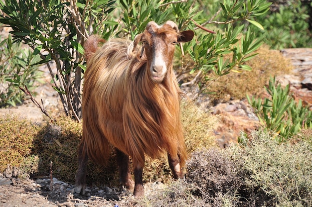 Foto löwe steht auf dem feld