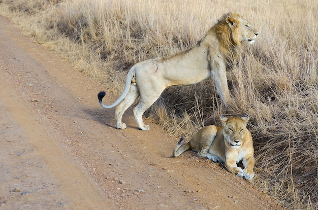 Löwe und Löwin Paar in Savanne, Afrika, Masai Mara Nationalpark in Kenia