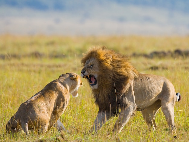 Löwe und Löwin treffen sich in der Savanne. Nationalpark. Kenia. Tansania. Masai Mara. Serengeti.