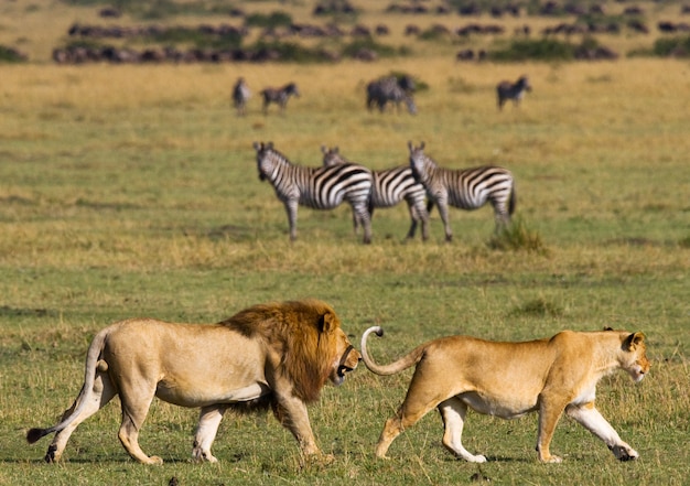 Löwe und Löwin treffen sich in der Savanne. Nationalpark. Kenia. Tansania. Masai Mara. Serengeti.